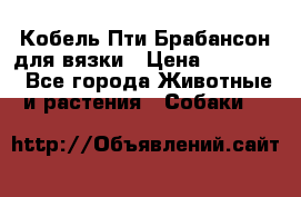 Кобель Пти Брабансон для вязки › Цена ­ 30 000 - Все города Животные и растения » Собаки   